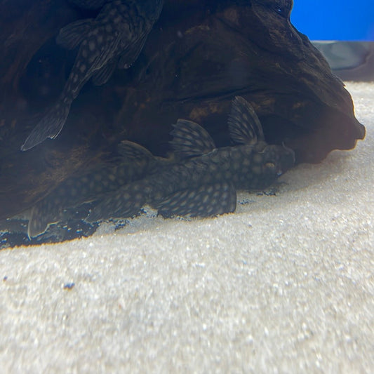 L020 Polka Dot Pleco