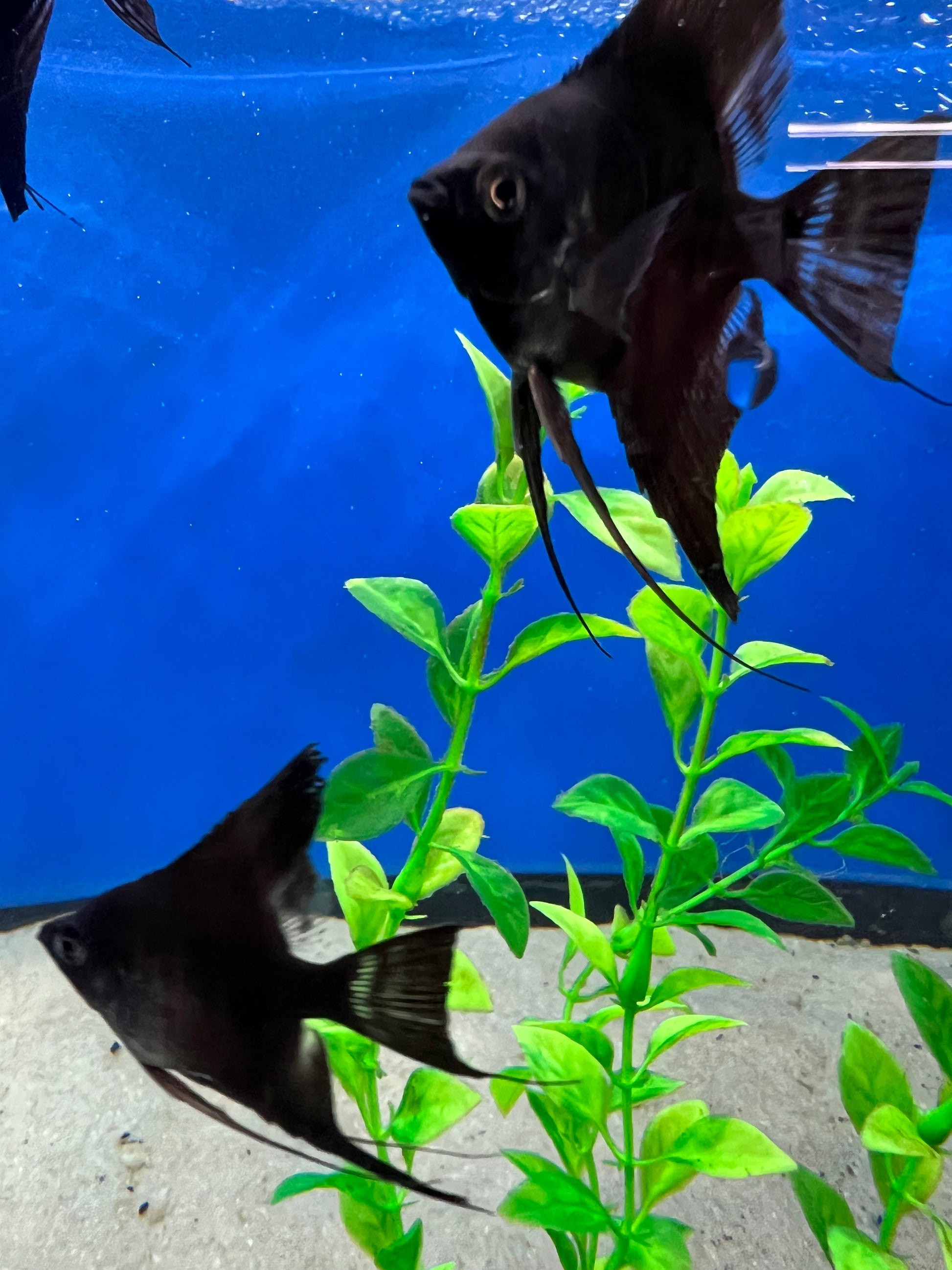 Black Angelfish (Pterophyllum scalare) - shop Imperial Tropicals