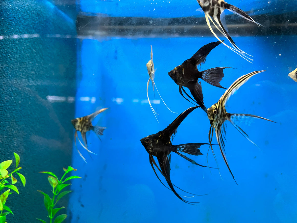Vehl Fish Assorted Veil-Tail Angelfish (Pterophyllum scalare) - shop Imperial ...