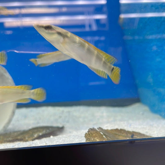 Compressiceps Dwarf Pike Cichlid