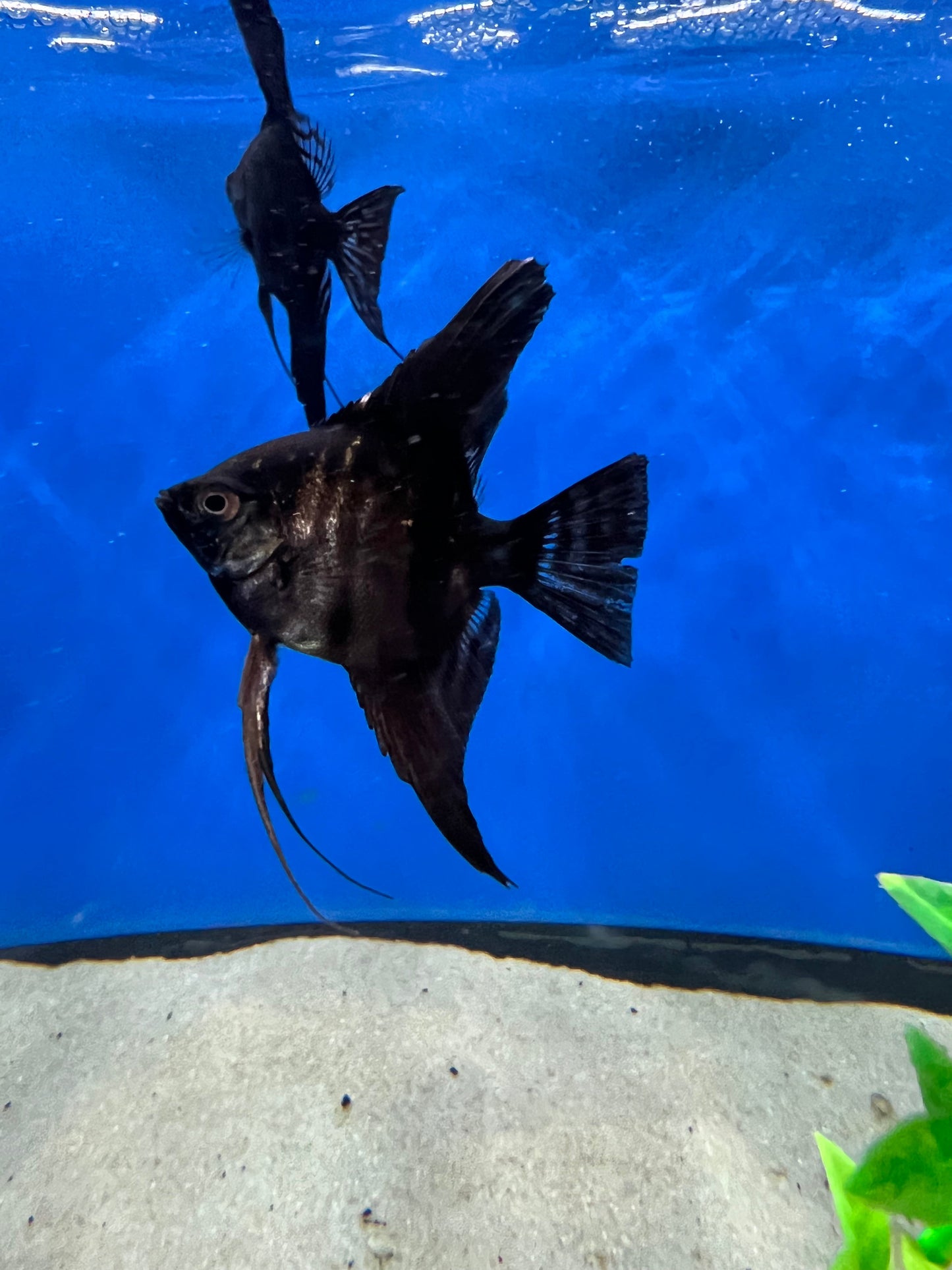 Black Angelfish