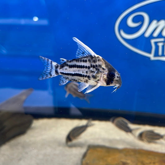 Super Schwartzi Hoplisoma