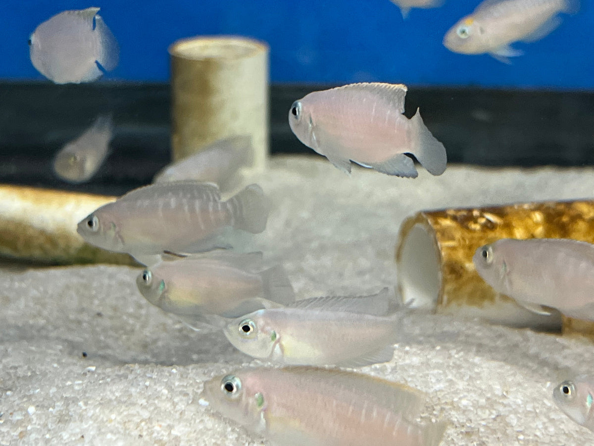 Neolamprologus brevis - shop Imperial Tropicals