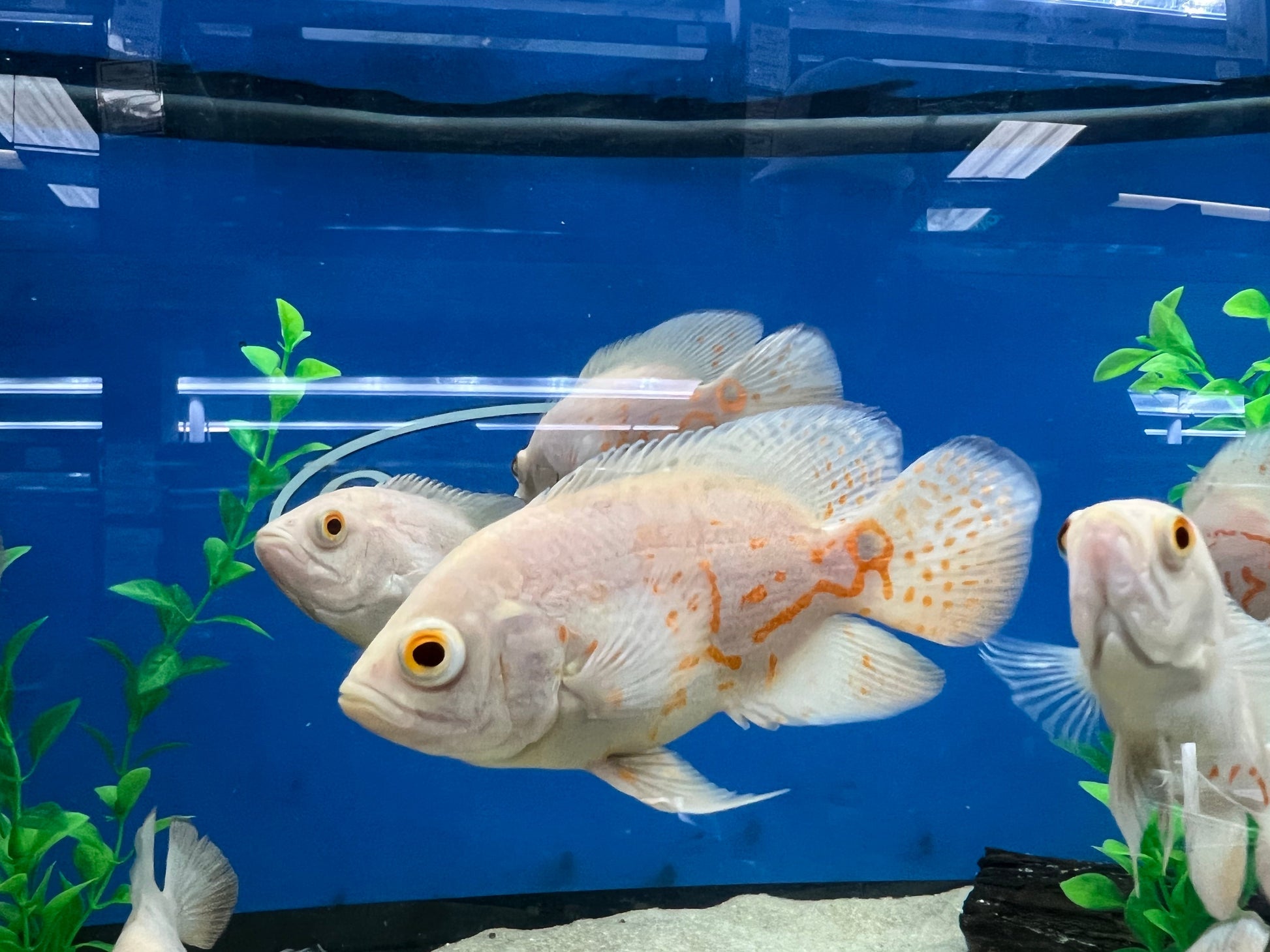 Albino Oscar