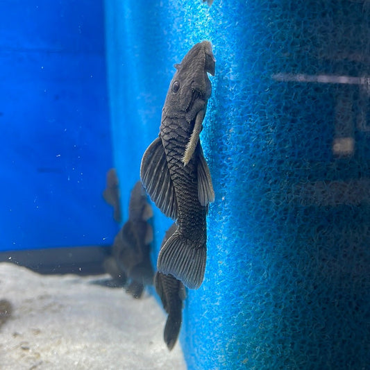 L056 Chubby Pleco