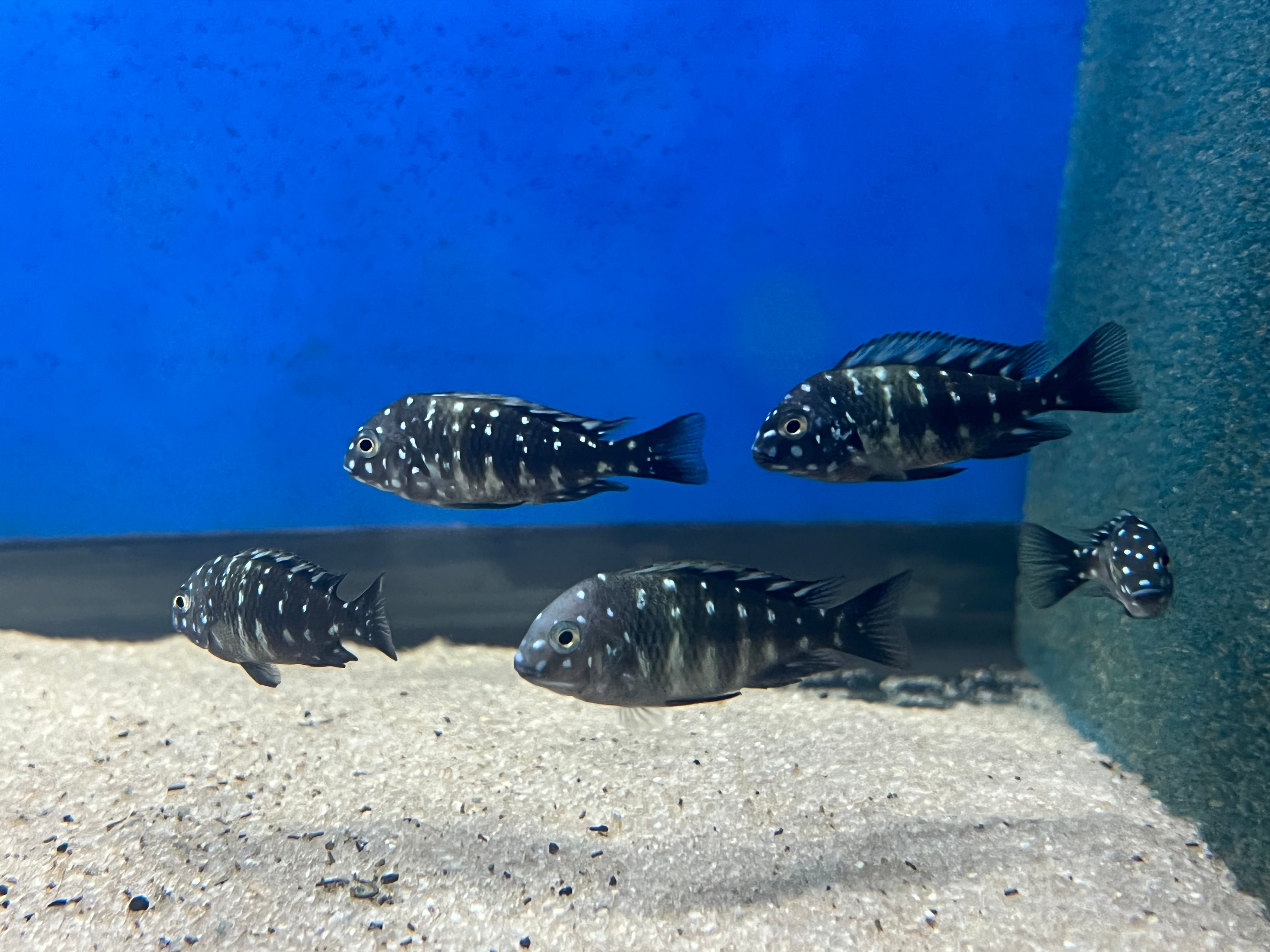 Duboisi cichlid outlet care