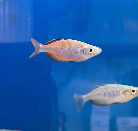 Susi Creek Rainbowfish