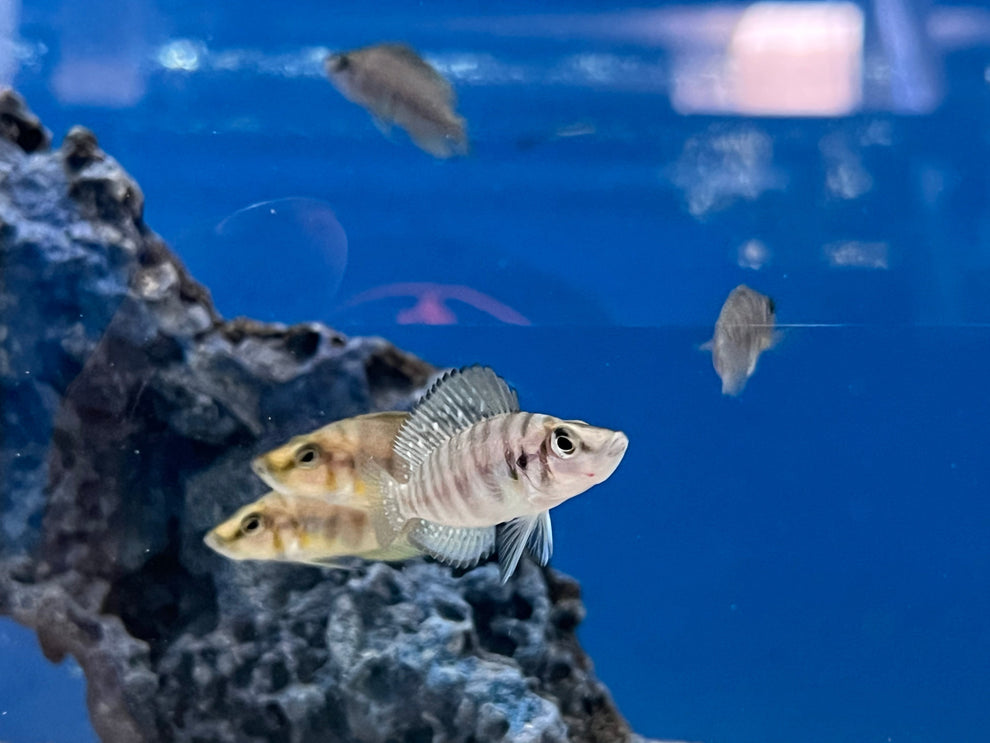 Red Fin Compressiceps (Altolamprologus compressiceps) - shop Imperial ...