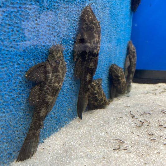 L059 Orange Spotted Bushynose