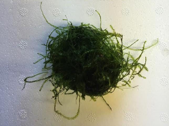 Java Moss (Taxiphyllum barbieri) Golf Ball Sized Portion - Imperial Tropicals