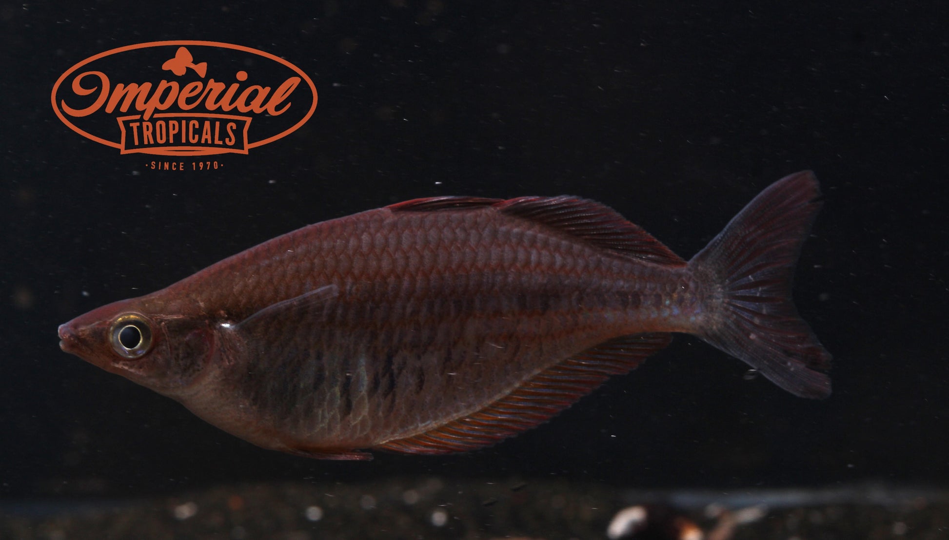 Kali Biru Rainbowfish (Chilatherina fasciata) - Imperial Tropicals