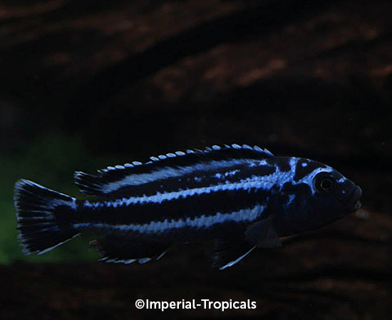 Electric Blue Maingano Cichlid (Melanochromis cyaneorhabdos) - Imperial Tropicals