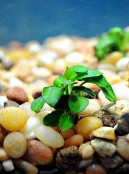 Anubias barteri sp. nana "petite" - Imperial Tropicals