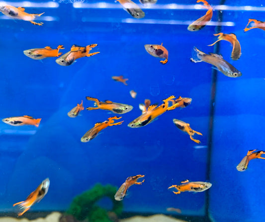 Scarlet Red Endler's Livebearer