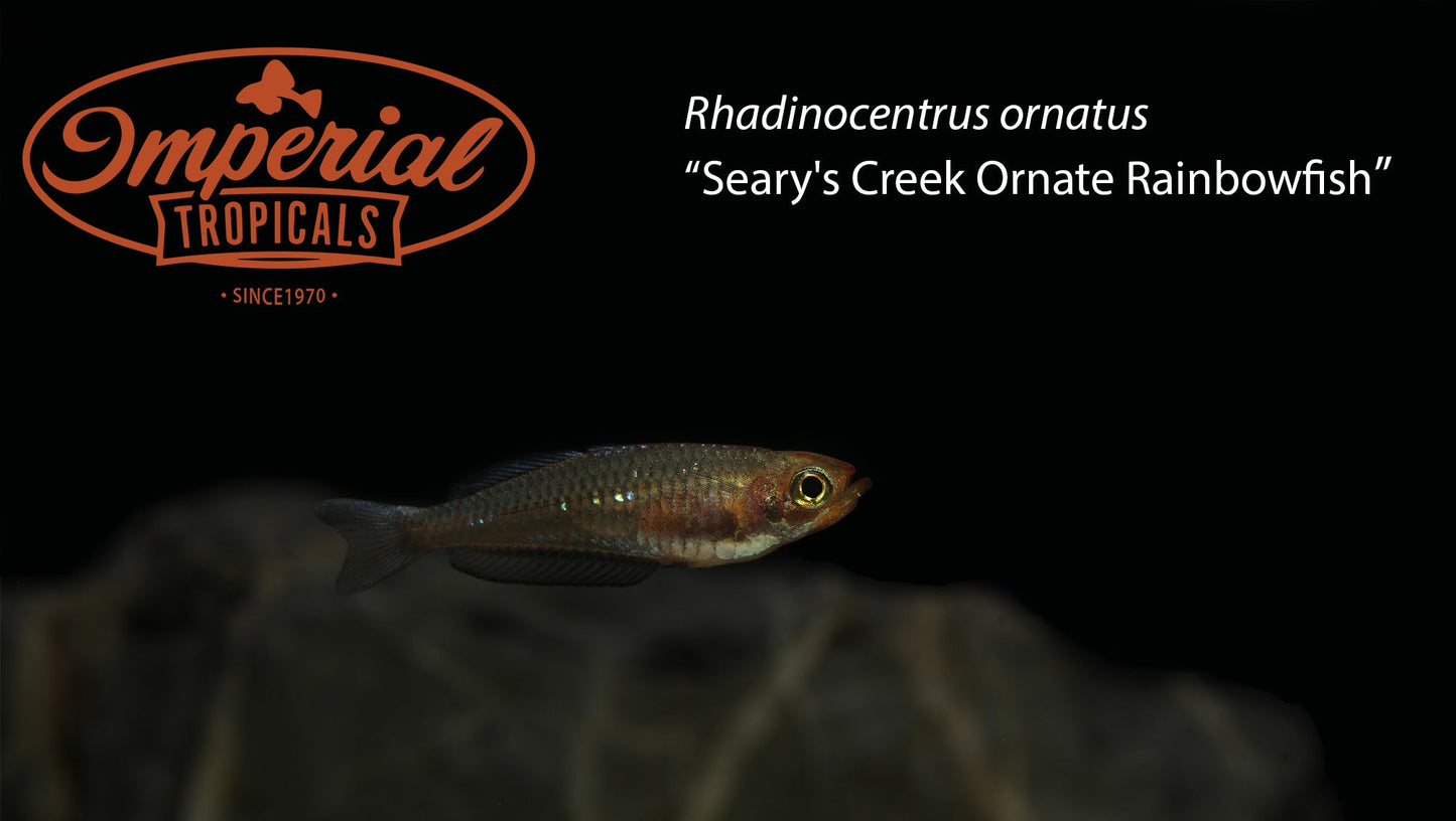 Seary's Creek Ornate Rainbowfish