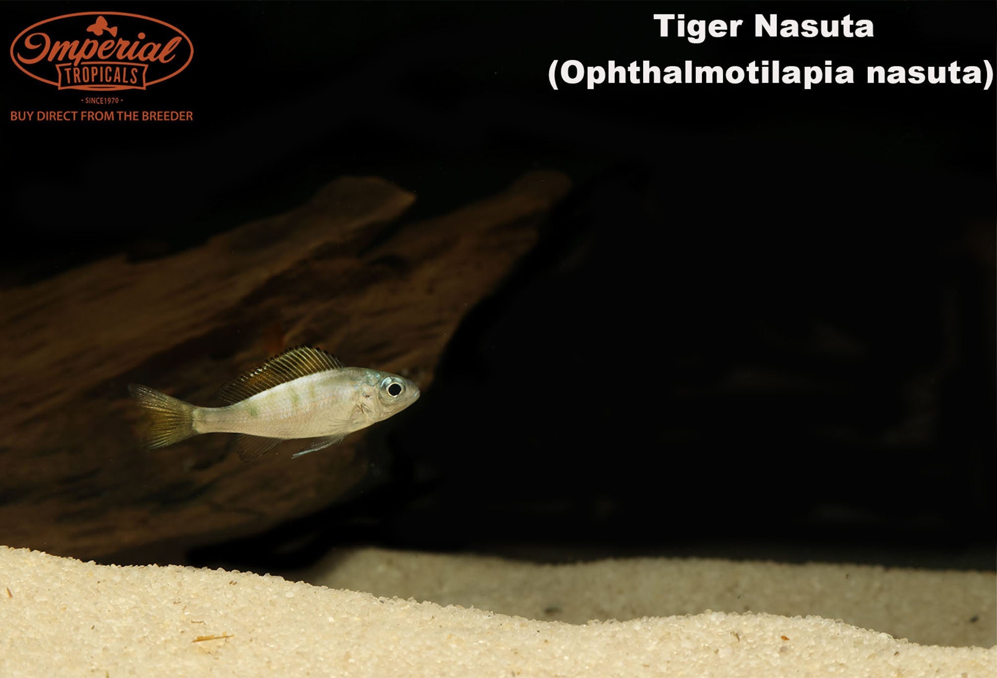 Tiger Nasuta (Ophthalmotilapia nasuta) - shop Imperial Tropicals