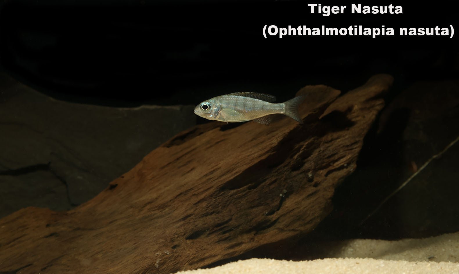 Tiger Nasuta (Ophthalmotilapia nasuta) - shop Imperial Tropicals