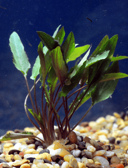 Cryptocoryne petchii - Imperial Tropicals