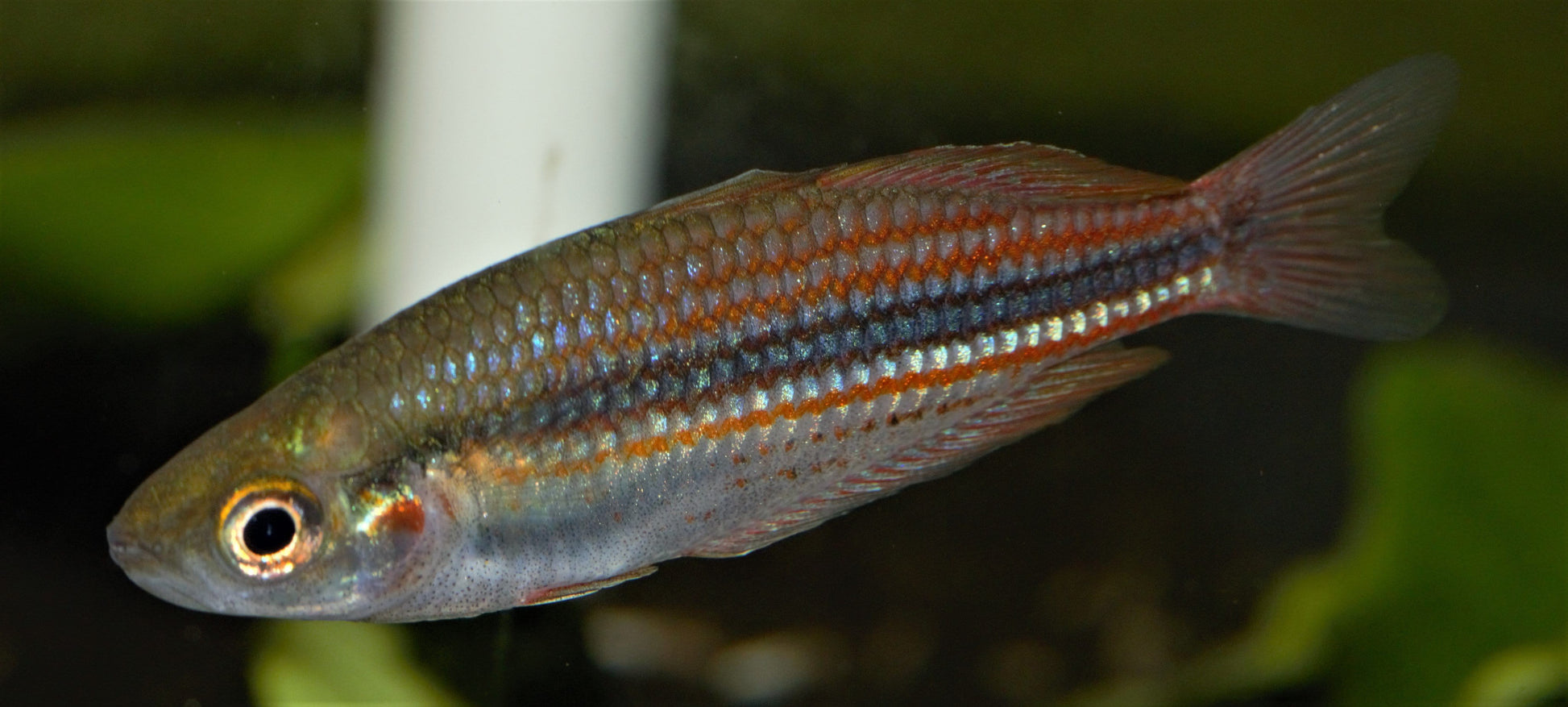 Utchee Ranbowfish (Melanotaenia utcheensis) - Imperial Tropicals