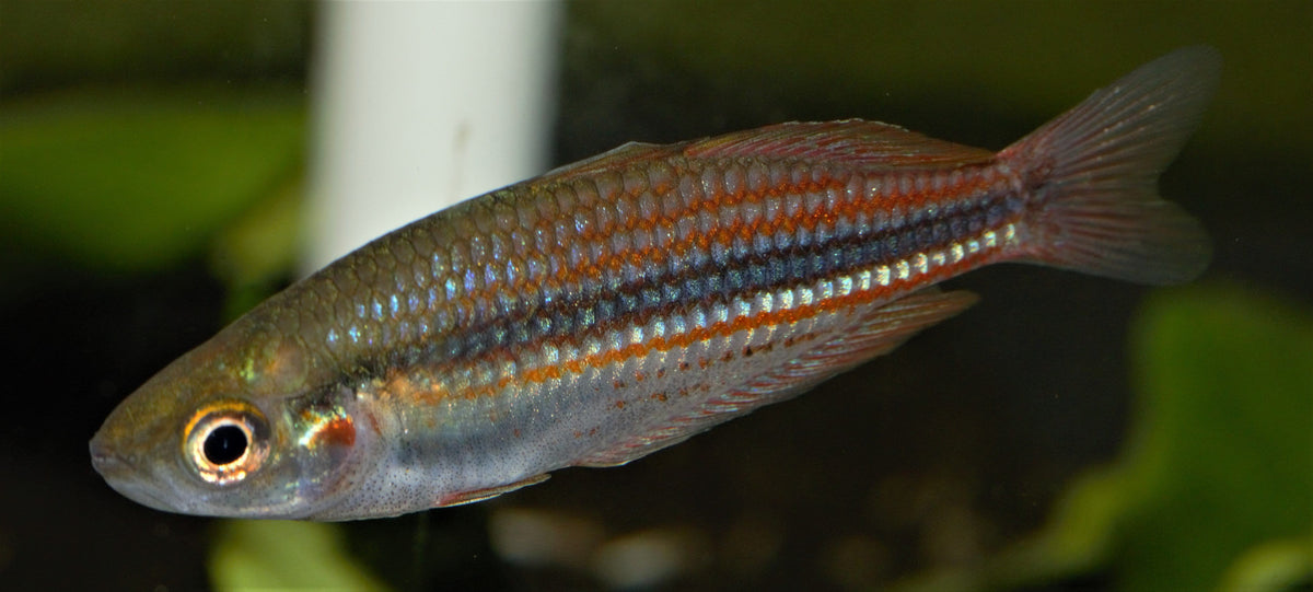 Utchee Creek Ranbowfish (Melanotaenia utcheensis) - shop Imperial Tropicals